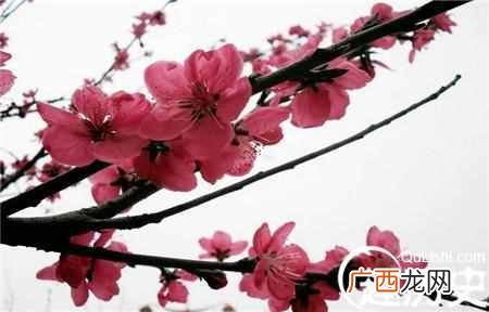 桃李满天下是什么意思？成语桃李满天下出自哪