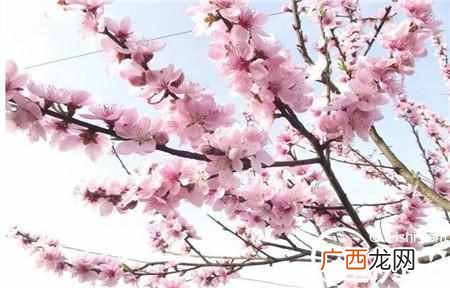 桃李满天下是什么意思？成语桃李满天下出自哪