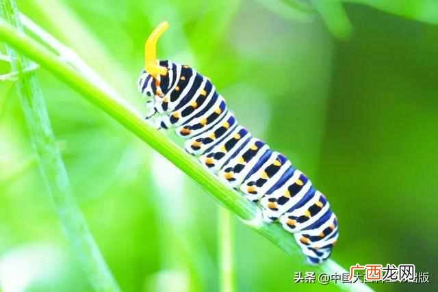 飞蛾为什么扑火?飞蛾为什么这么喜欢光亮的地方