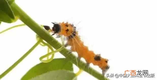 飞蛾为什么扑火?飞蛾为什么这么喜欢光亮的地方