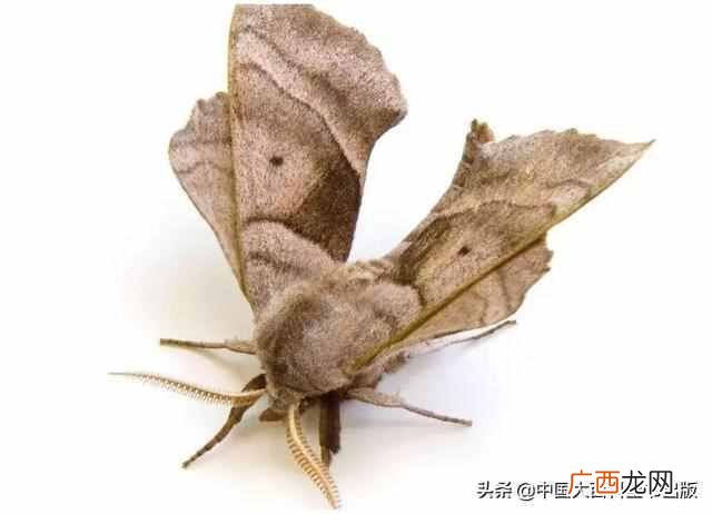 飞蛾为什么扑火?飞蛾为什么这么喜欢光亮的地方