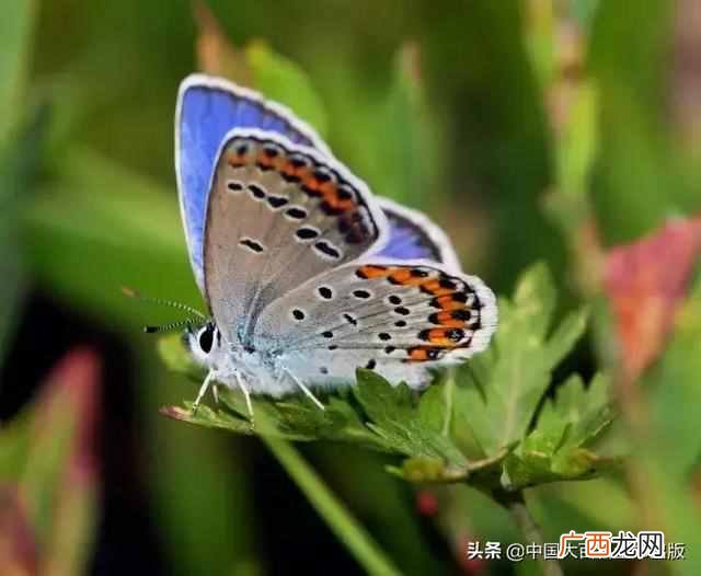 飞蛾为什么扑火?飞蛾为什么这么喜欢光亮的地方