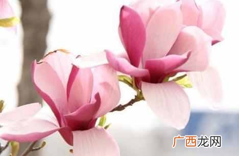 玉兰花什么季节开花？