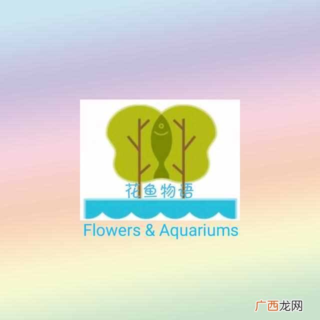 石榴花什么时候开放？