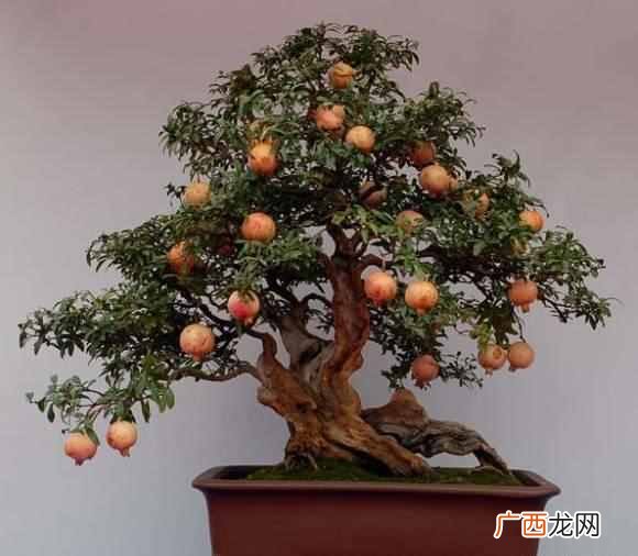 石榴花什么时候开放？