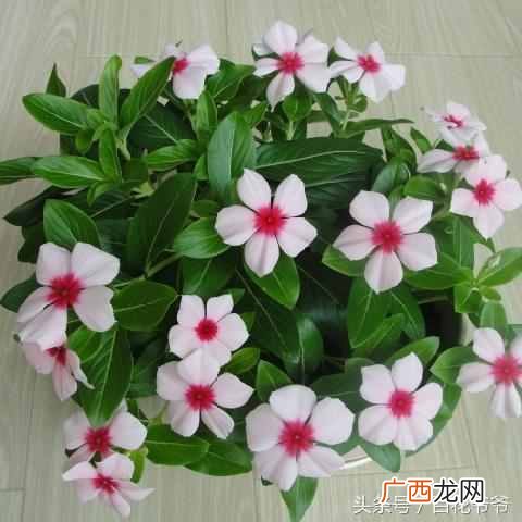 农历八月开什么花?这几种超级好养,赶紧入手