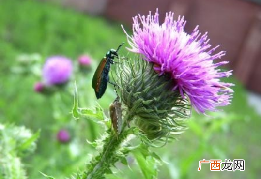 水飞蓟是什么带你来深入了解水飞蓟
