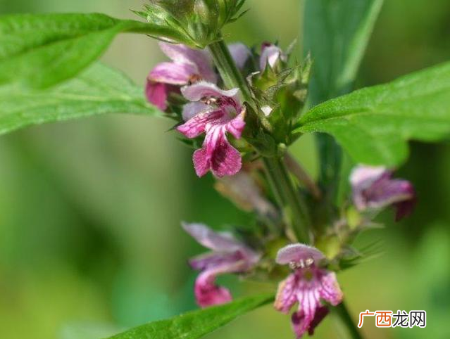 益母草可以多喝吗男性可以食用益母草吗
