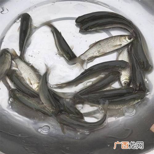 草鱼高密度养殖技术视频 草鱼鱼苗繁殖技术视频