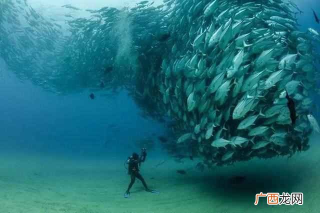 叹为观止什么意思？看了这20张图片你就懂了