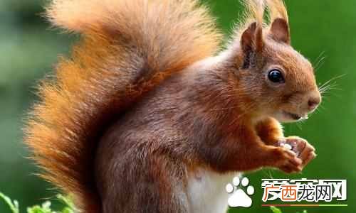 松鼠的尾巴有什么作用？你居然不知道
