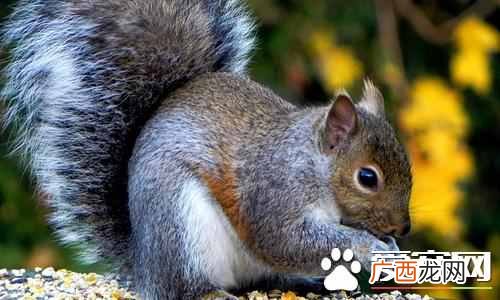 松鼠的尾巴有什么作用？你居然不知道