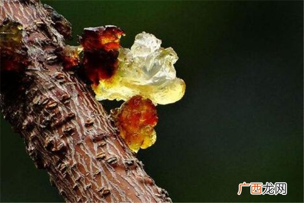 桃胶是什么东西桃胶怎么做出来的
