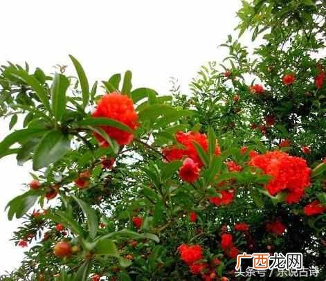石榴花果实像什么？五月石榴花开