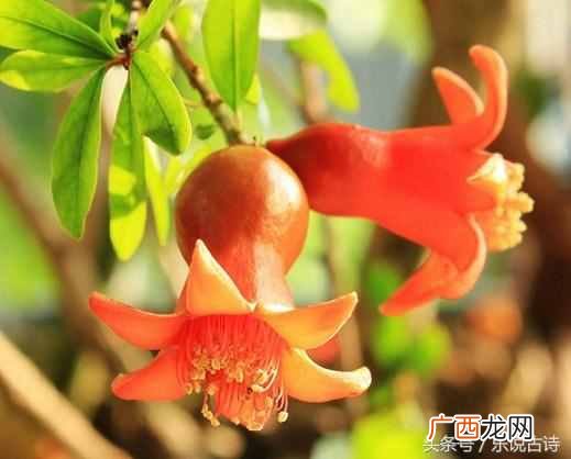 石榴花果实像什么？五月石榴花开