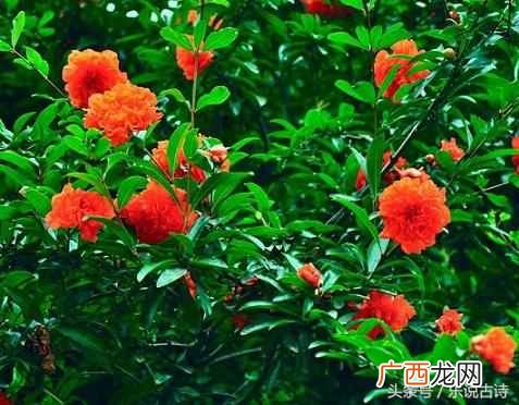 石榴花果实像什么？五月石榴花开