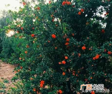 石榴花果实像什么？五月石榴花开