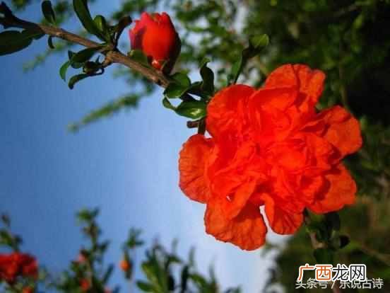 石榴花果实像什么？五月石榴花开