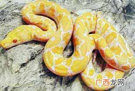 什么是冷血动物？盘点冷血动物大全，你知道几