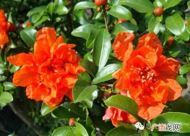 五月是开什么花的季节？太美了