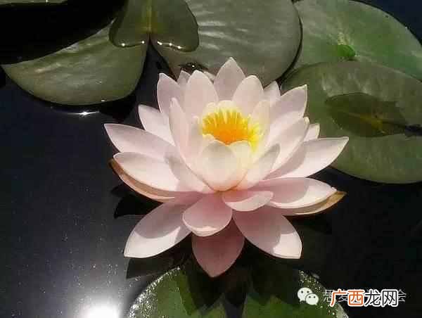 五月是开什么花的季节？太美了