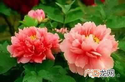 五月是开什么花的季节？太美了