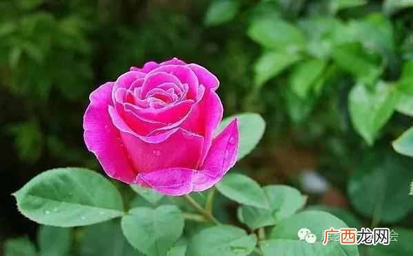 五月是开什么花的季节？太美了