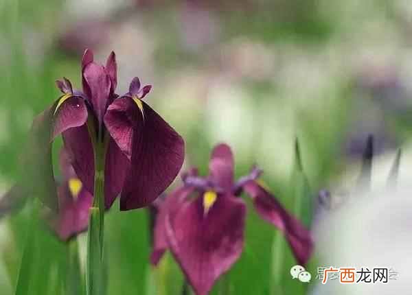 五月是开什么花的季节？太美了