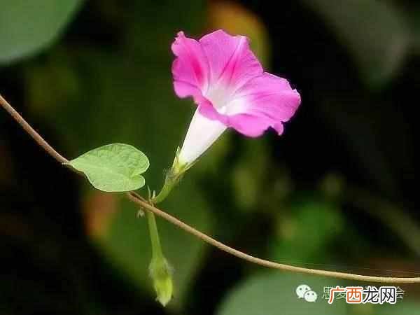 五月是开什么花的季节？太美了