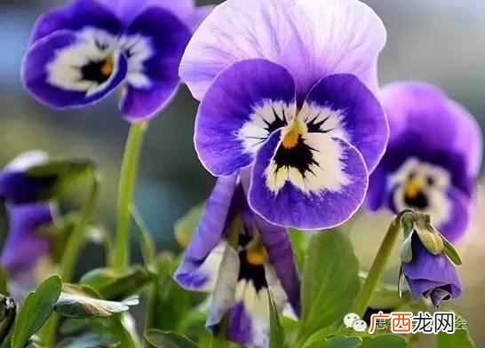 五月是开什么花的季节？太美了