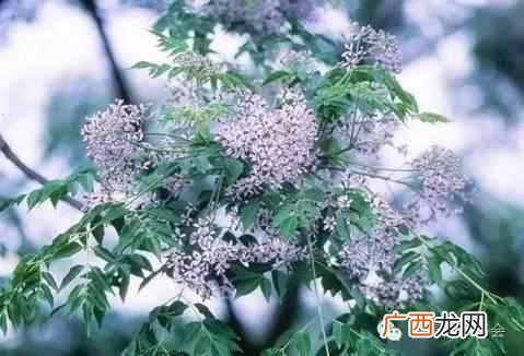 五月是开什么花的季节？太美了