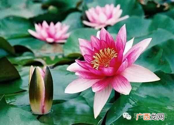 五月是开什么花的季节？太美了