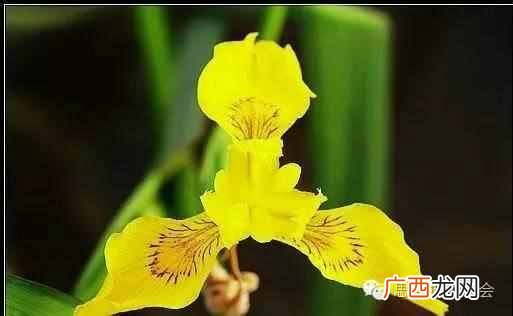 五月是开什么花的季节？太美了