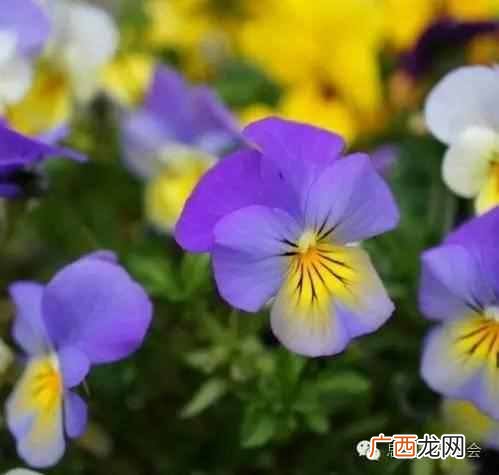 五月是开什么花的季节？太美了