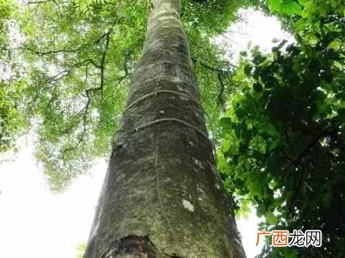什么是沉香木,出自于哪里?
