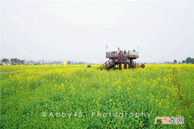 抖音油菜花是什么意思?油菜花红遍抖音