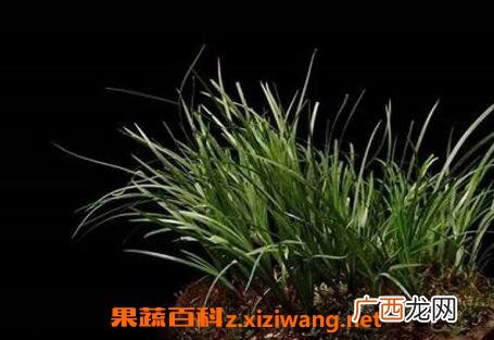 石菖蒲的功效与作用 石菖蒲能治什么病