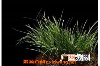 石菖蒲的功效与作用 石菖蒲能治什么病
