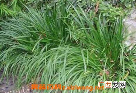 石菖蒲的功效与作用 石菖蒲能治什么病