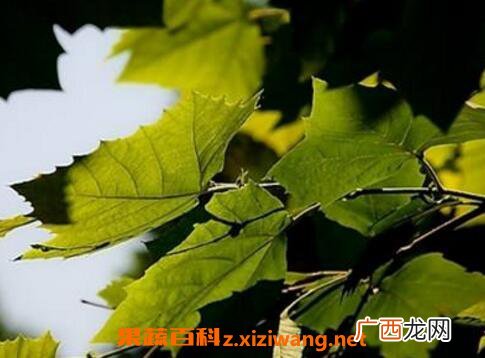 梧桐叶煮水什么功效 梧桐叶煮水能治什么病