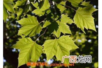梧桐叶煮水什么功效 梧桐叶煮水能治什么病