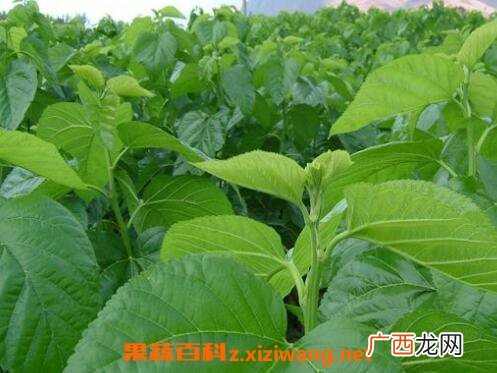 桑树叶的功效与作用