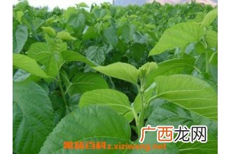 桑树叶的功效与作用