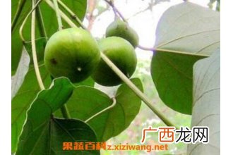 油桐籽的药用功效及常见用法
