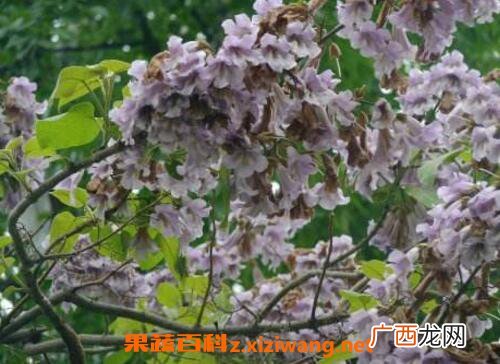 泡桐子的功效与药用价值
