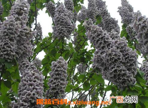 泡桐子的功效与药用价值