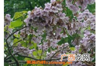 泡桐子的功效与药用价值