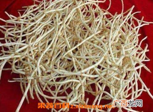 鱼腥草泡水喝的功效与作用