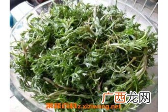 茵陈怎么吃效果最好 茵陈的吃法技巧
