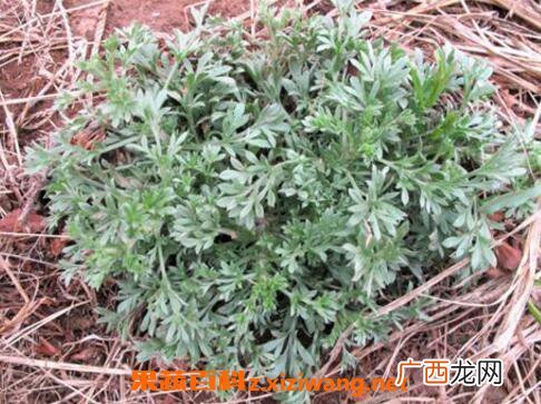 茵陈怎么吃效果最好 茵陈的吃法技巧